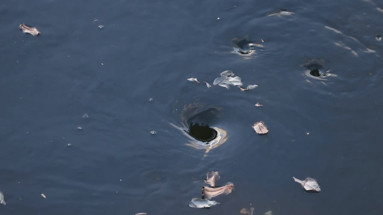 물속에서 어리를 형성하고 움직이는 소용돌이