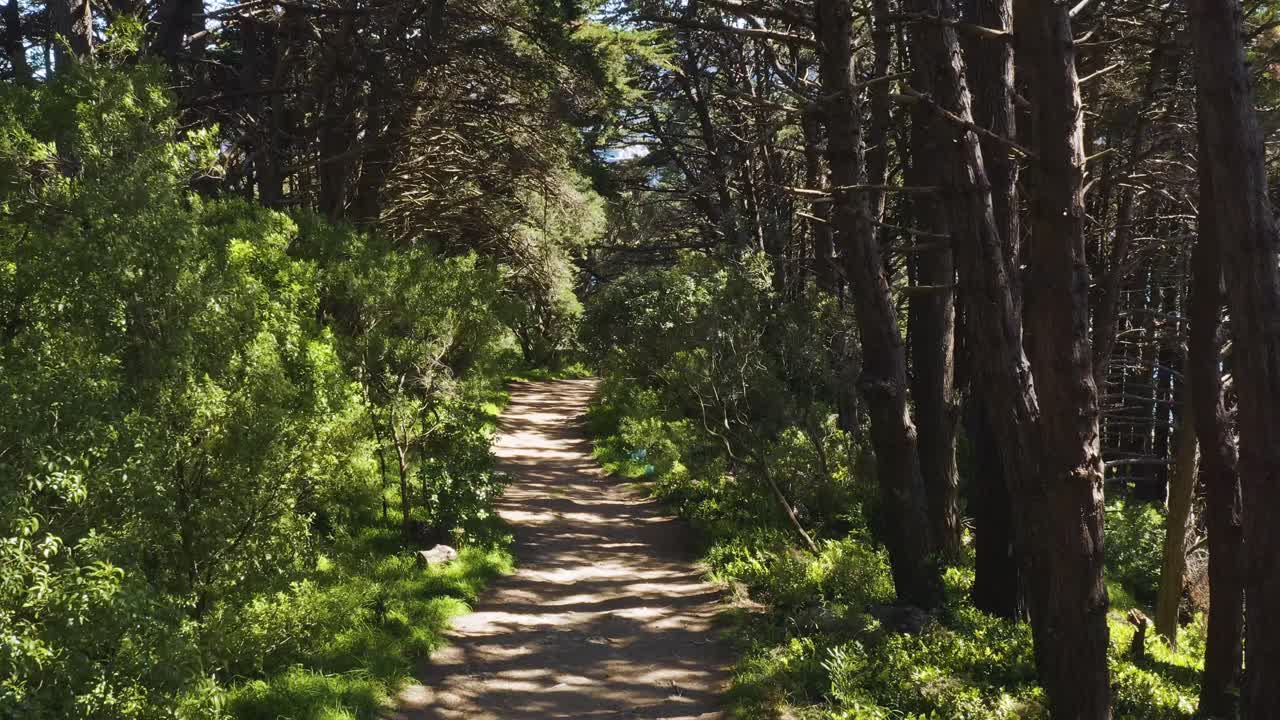 숲속 산책로, 사람 없음, 뉴질랜드 웰링턴