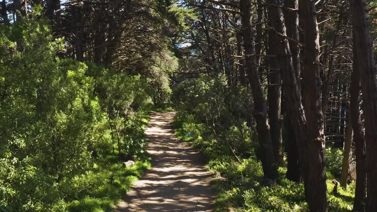 Sentiero nella foresta, senza persone, Wellington, Nuova Zelanda