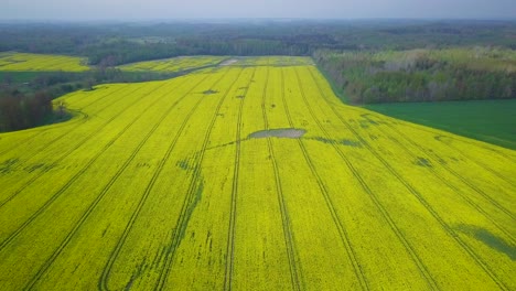 sobrevuelo aéreo floreciente campo de colza, volando sobre flores amarillas de canola, idílico paisaje granjero, hermoso fondo natural, soleado día de primavera, alto tiro de drones avanzando