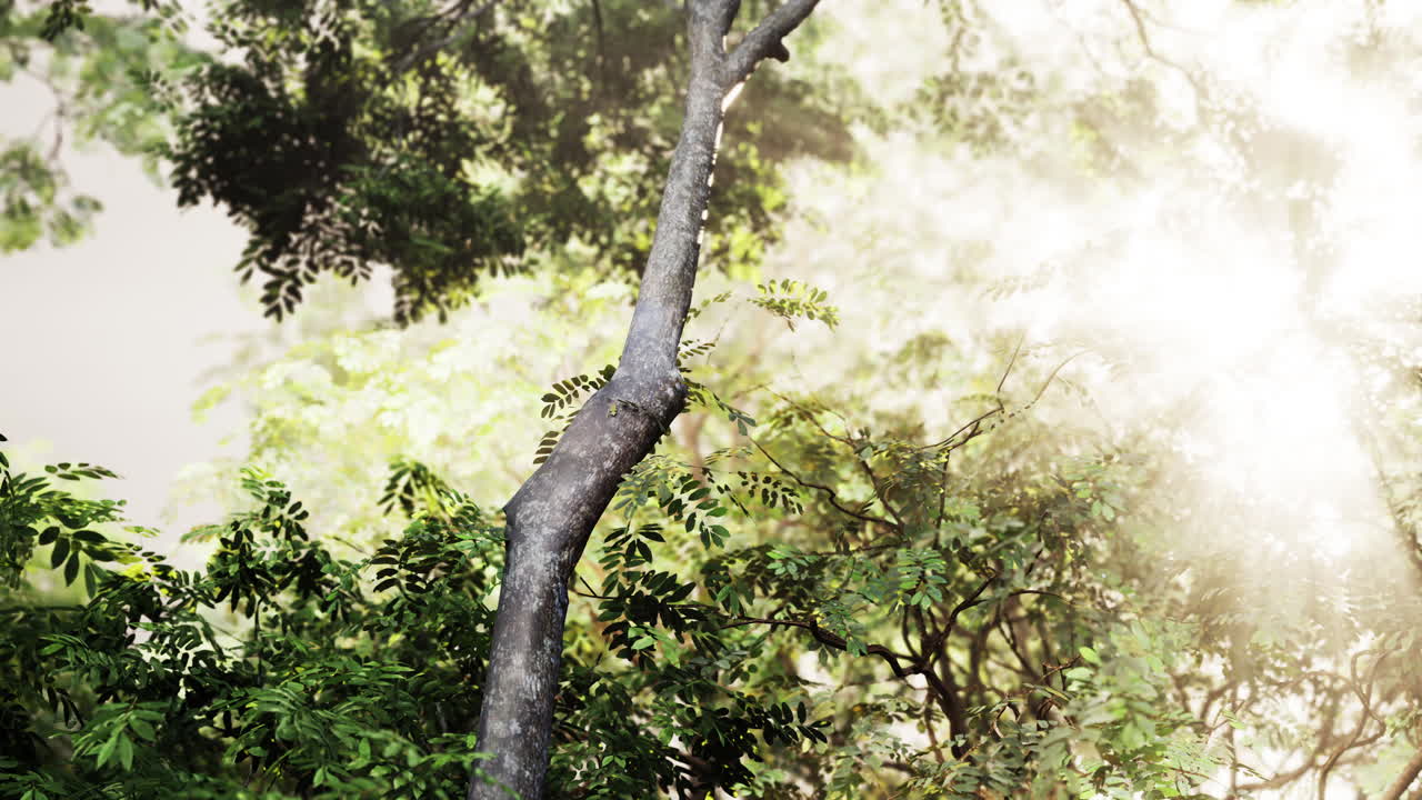 숲 속 의 나무 를 통과 하는 빛