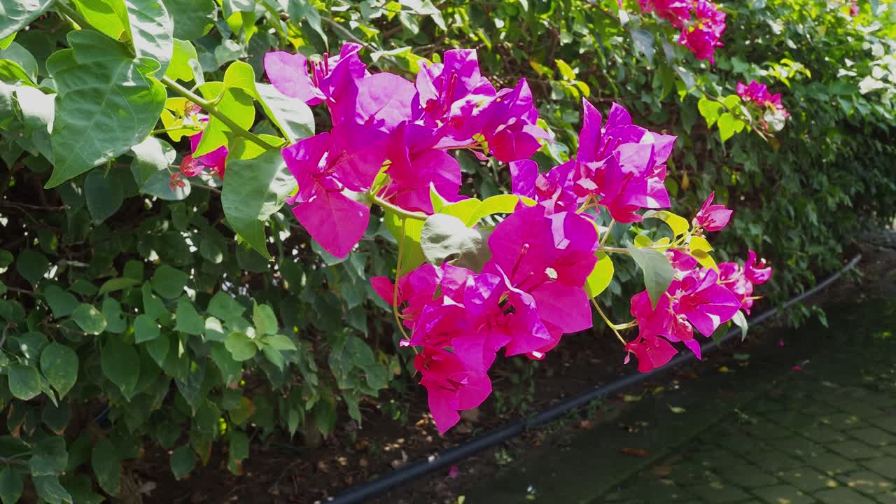 밝은 분홍색 부겐빌라 꽃이 부드럽게 흔들리고