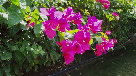 bright pink bougainvillea flowers swaying gently