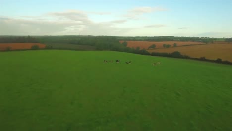 Green-countryside-with-cows