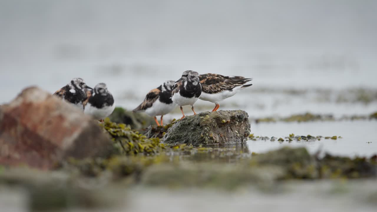 해변 의 바위 에 있는 산들링 새 들 의 집단