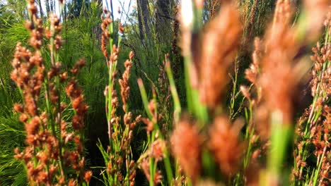 exploring dense vegetation in melbourne's natural habitat