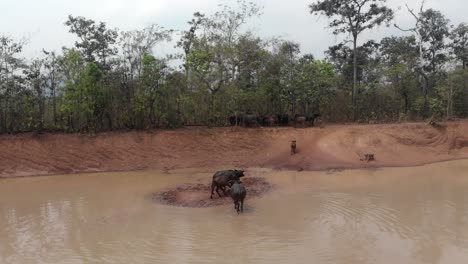 Group-of-water-buffaloes-running-out-of-the-water-at-rural-Laos,-aerial