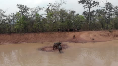 grupo de búfalos de agua que se quedan sin agua en la zona rural de laos, aérea
