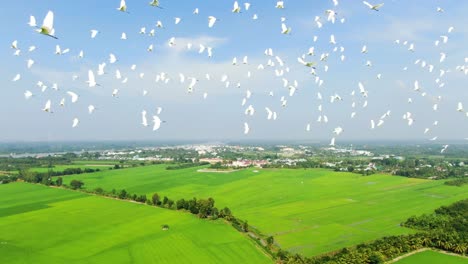 Gran-Grupo-De-Pájaros-Blancos-Volando-En-El-Aire-En-Una-Zona-Rural,-Paisaje-Pintoresco-Con-Zona-Residencial-Visible-En-La-Distancia