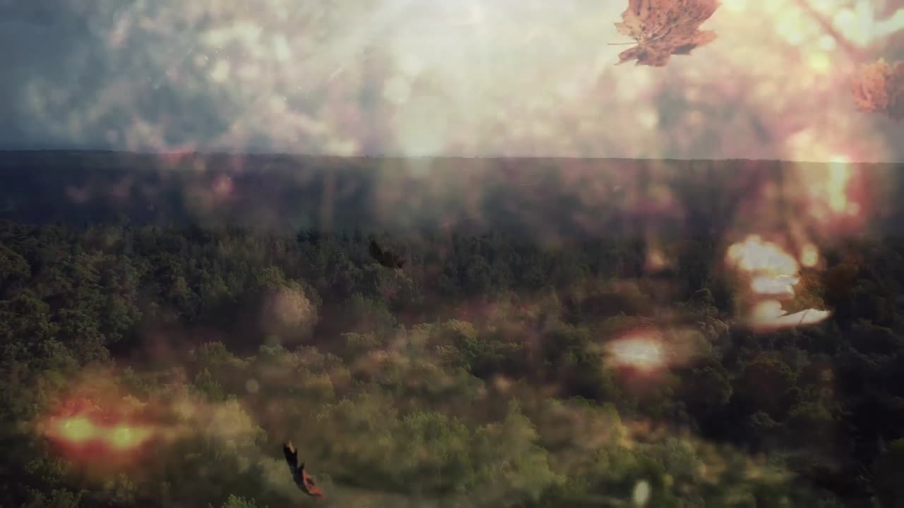 animación de la luz y las hojas sobre el paisaje