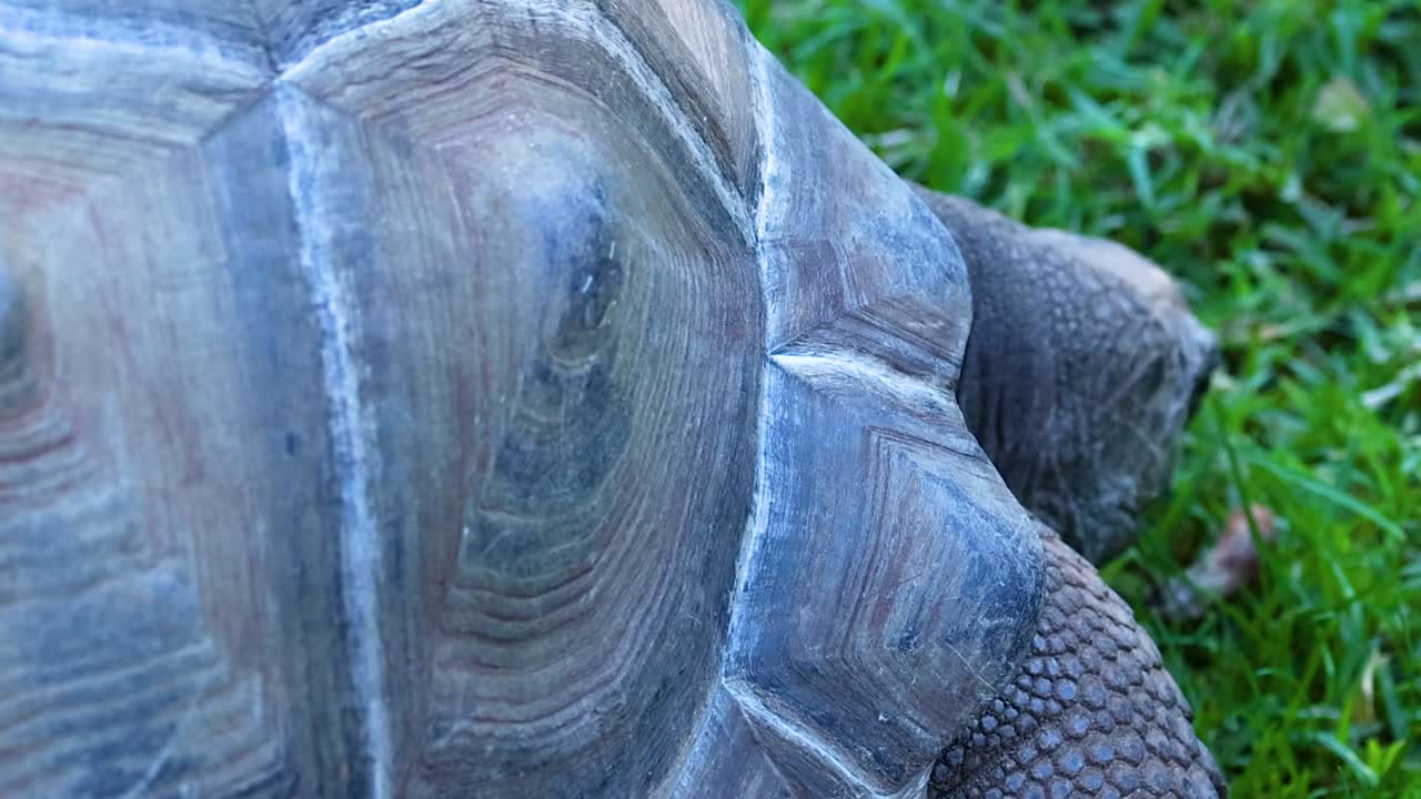 Detailed view of a tortoise shell texture and pattern against a grassy background.