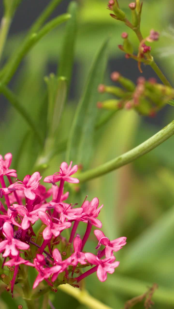 Scatto macro di Centranthus ruber rosa che ondeggia all'aperto alla luce naturale del giorno, con profondità di campo ridotta.
