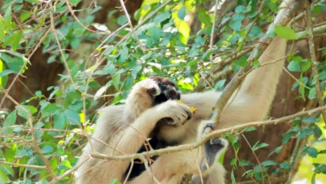 gibbon enjoys fruit in lush green surroundings