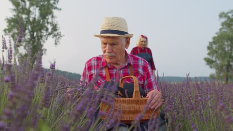 Abuelo-Granjero-Senior-En-Campo-Orgánico-Floreciente-De-Flores-De-Lavanda-Púrpura,-Cosechando