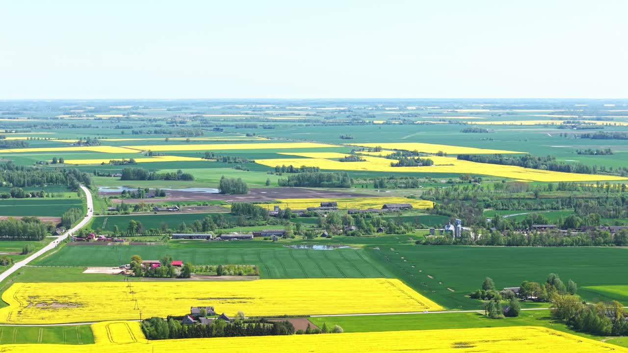 High drone overview over vibrant yellow rapeseed fields in bloom under clear sky in spring, natural backdrop ascend pullback