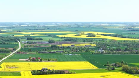high drone overview over vibrant yellow rapeseed fields in bloom under clear sky in spring, natural backdrop ascend pullback