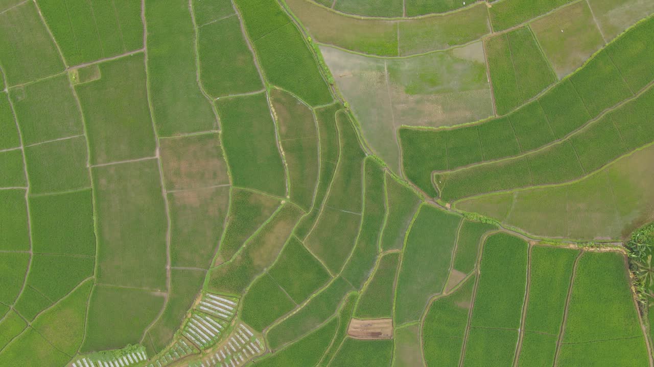 vista aérea de arriba hacia abajo terrazas de arroz, patrón agrícola, medio ambiente indonesio