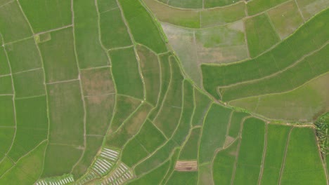 top down aerial view rice terraces, agricultural pattern, indonesian environment