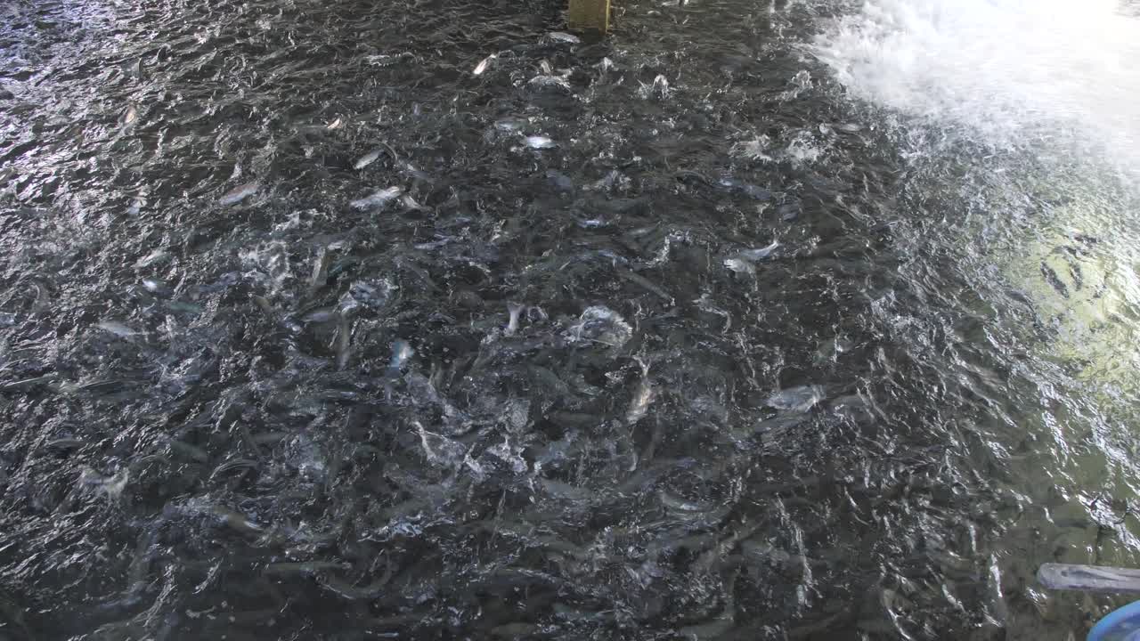 많은 물고기들이 양식장에서 풀을 먹고, 튀기고, 뛰어오르고, 넓은 팬