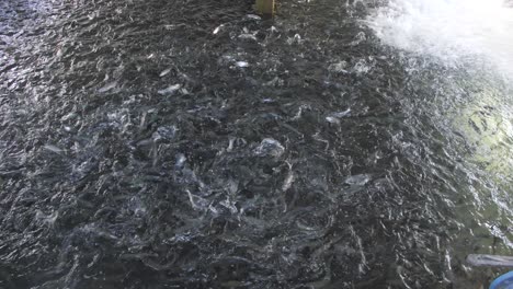 many fish eating, splashing and jumping in pool in fish farm, wide pan