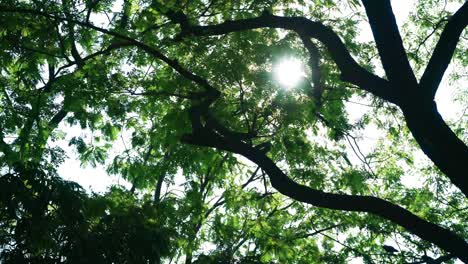 sunlight seen through branches the leaves. 4k format