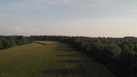 Campos-De-Maíz-Grabados-Con-Un-Dron-En-Un-Día-Soleado