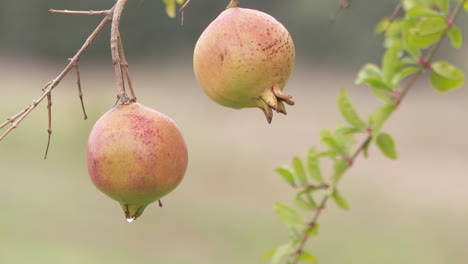 pomegranates hanging from branch
