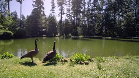 Slider-left-to-right-of-two-adult-geese-with-six-chicks