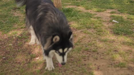 dog resting, playing, running in the park