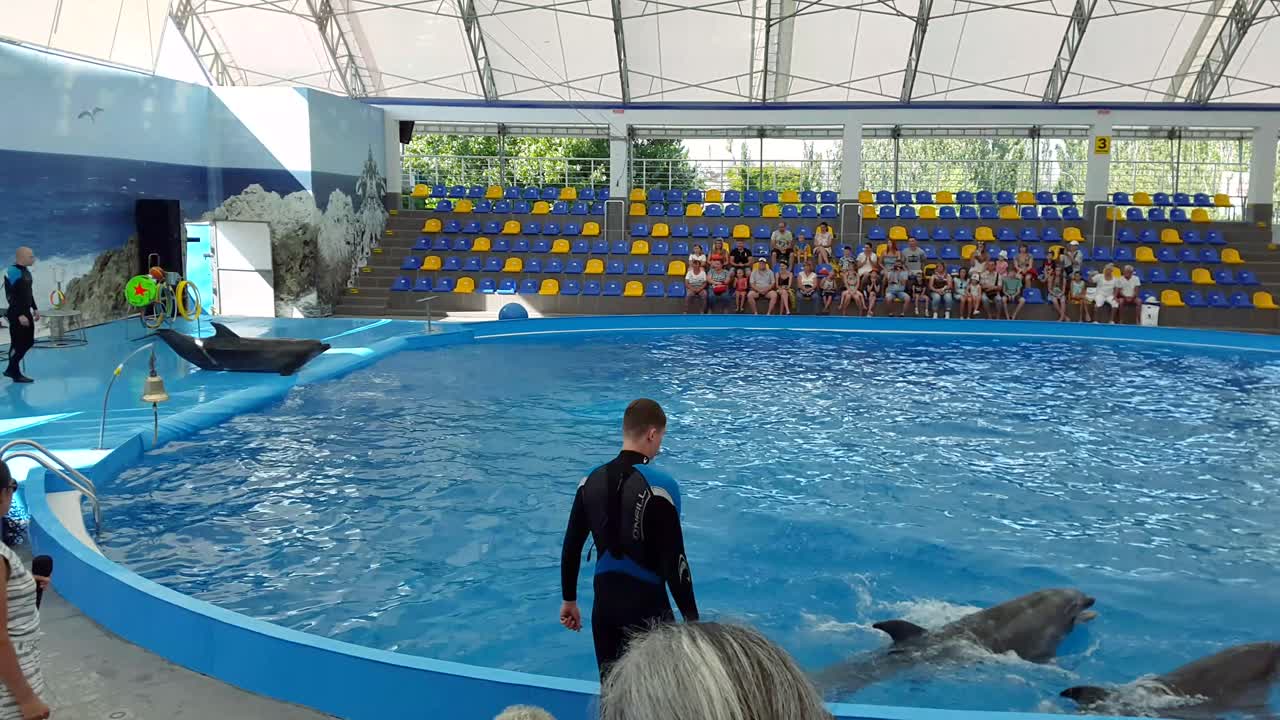 Odessa, Ukraine - August 2017: Dolphins play in the Dolphinarium. Representation in the Dolphinarium. Show of dolphins.