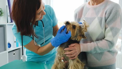 veterinario de control de los dientes del terrier de yorkshire