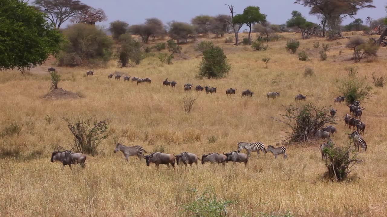 los ñus migran a través de las llanuras del serengeti tanzania áfrica en un safari durante la temporada de migración 1