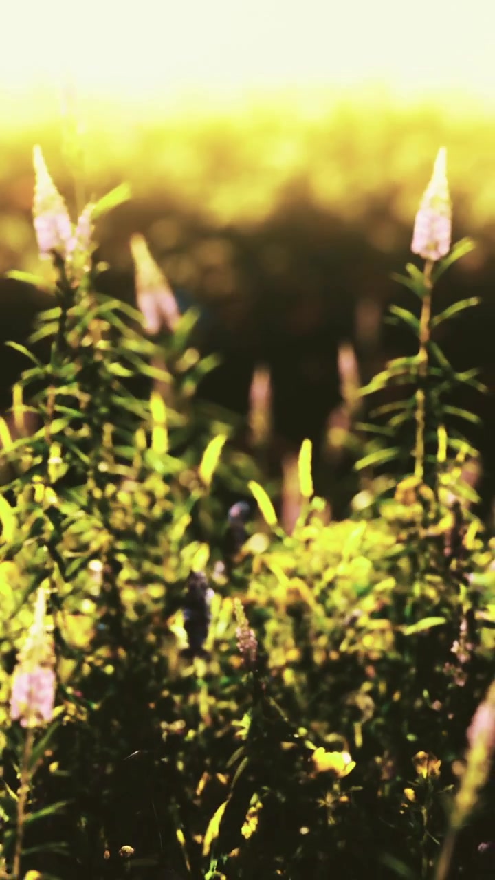 Fiori crescono in piena luce solare tra foglie verdi in un giardino.