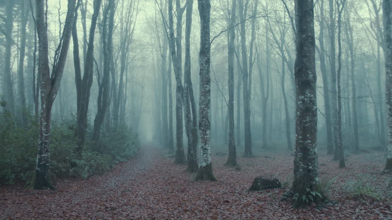 espectacular panorámica forestal avenida de árboles dentro de la niebla