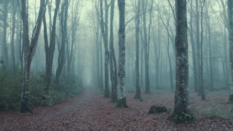 Spektakuläre-Schwenkaufnahme-Einer-Forstallee-Mit-Bäumen-Im-Nebel