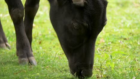 close up of a young indonesian buffalo aka anoa eating grass in