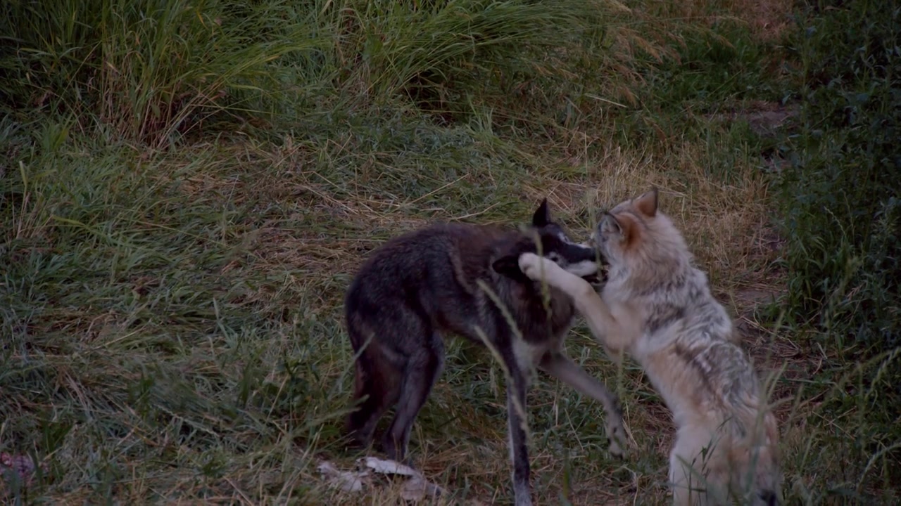 A grey wolf named Koa.