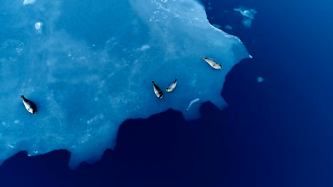 aerial view over seals on white ice floe in iceland. seals are next to the blue sea.