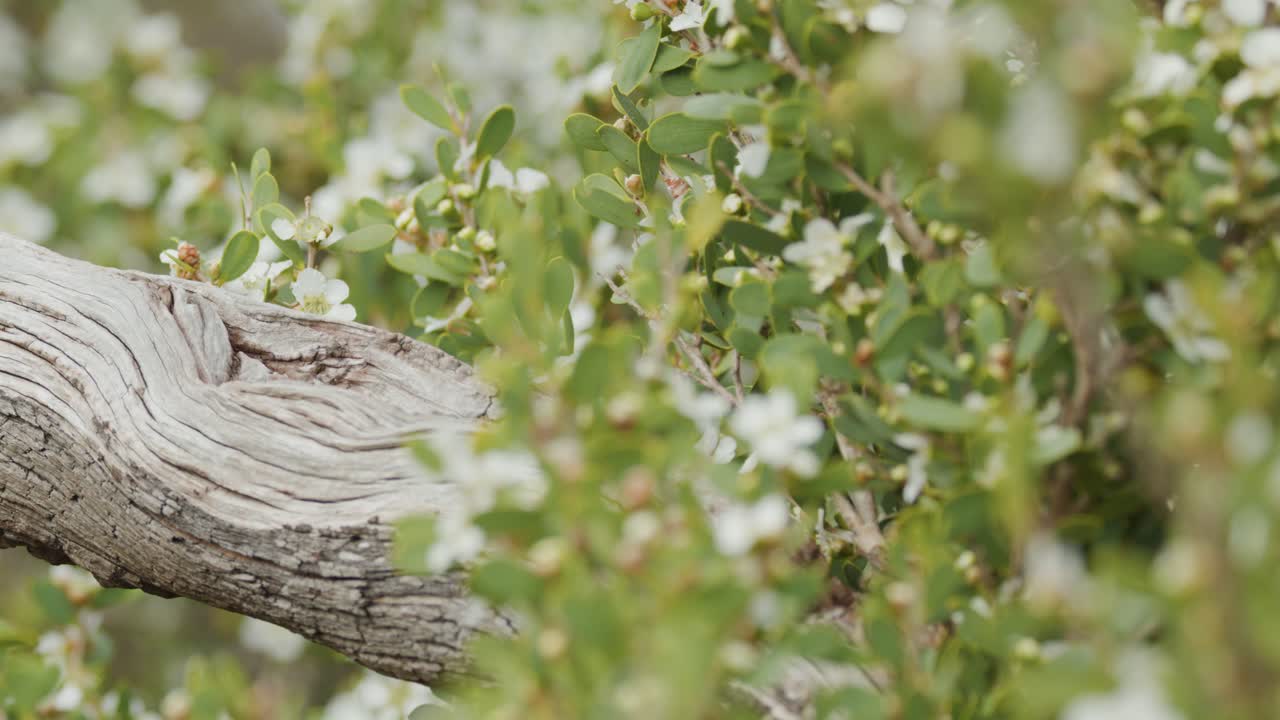 Native Australian tea tree branches sway gently in soft daylight, highlighting textured bark and blossoms