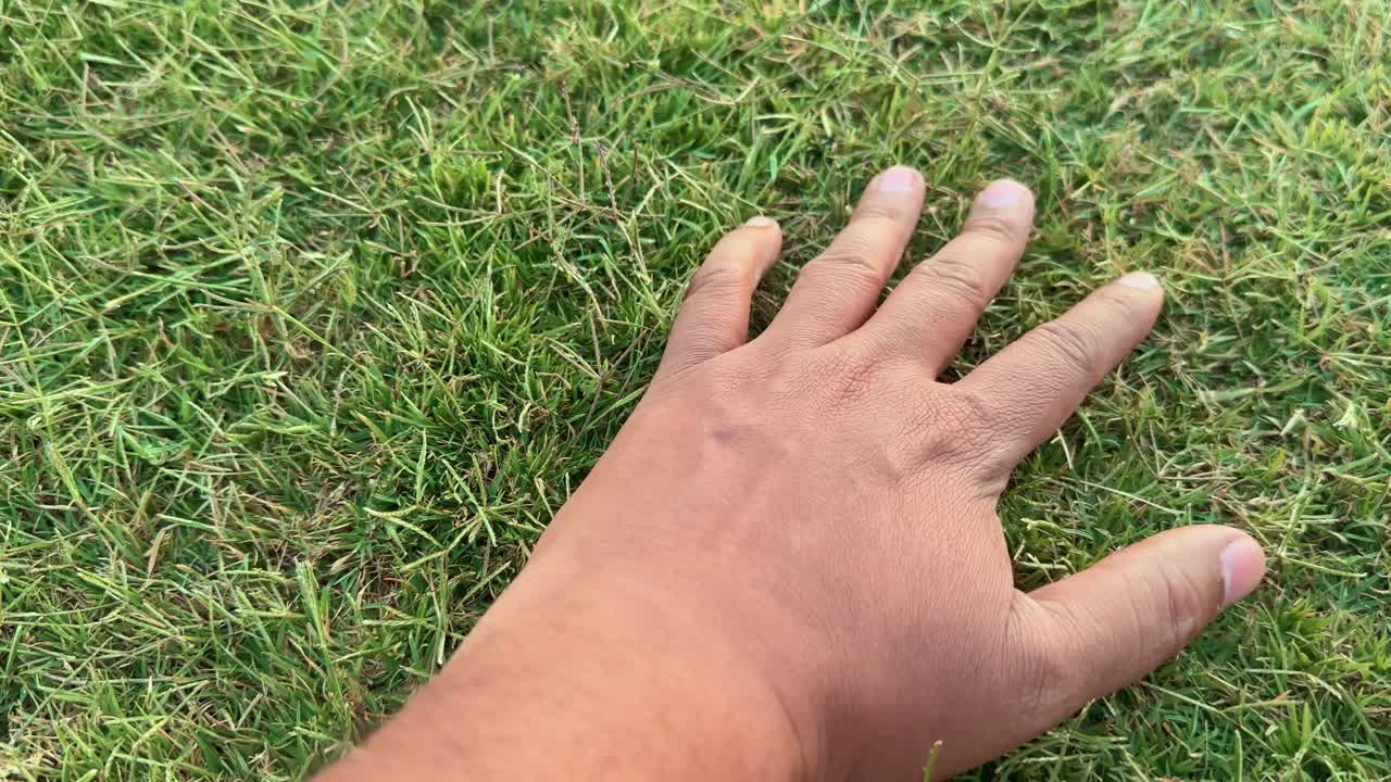 closeup of a hand touching and feeing the green lawn grass on home garden