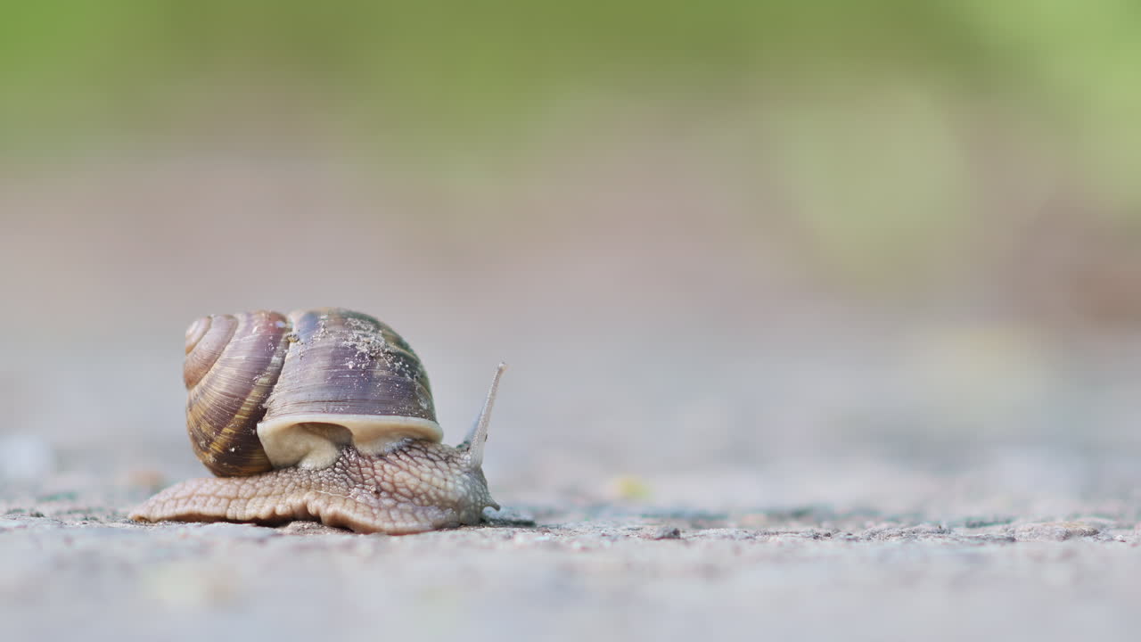 Close up oof a brown snail crawling on the ground outdoors