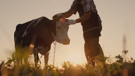 farmer strokes his cow in a meadow