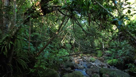 primera persona marcha hacia atrás sobre un pequeño arroyo en la selva impenetrable, bosque de guadalupe