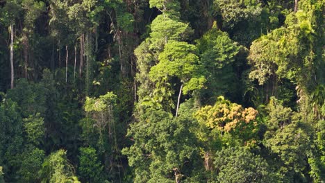 dense green rainforest canopy with diverse vegetation and trees