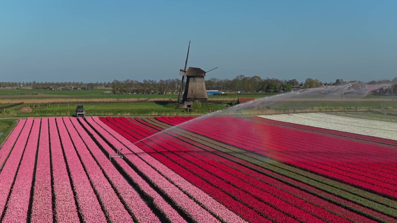 Mulino a vento olandese tradizionale che domina campi di tulipani colorati annaffiati
