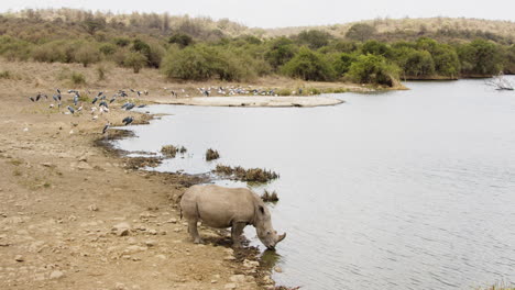 White-rhino-drinks-at-waterhole-in-drought-stricken-African-landscape