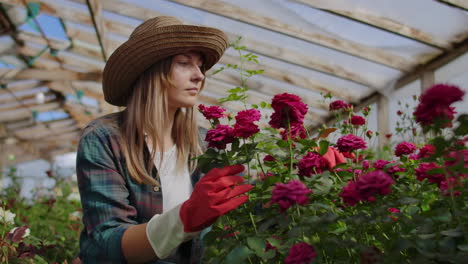 Una-Joven-Florista-Cuida-Rosas-En-Un-Invernadero-Sentada-Con-Guantes-Examinando-Y-Tocando-Capullos-De-Flores-Con-Las-Manos