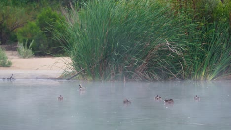 Ducks-at-the-Sepulveda-Wildlife-Reserve-in-Encino,-California