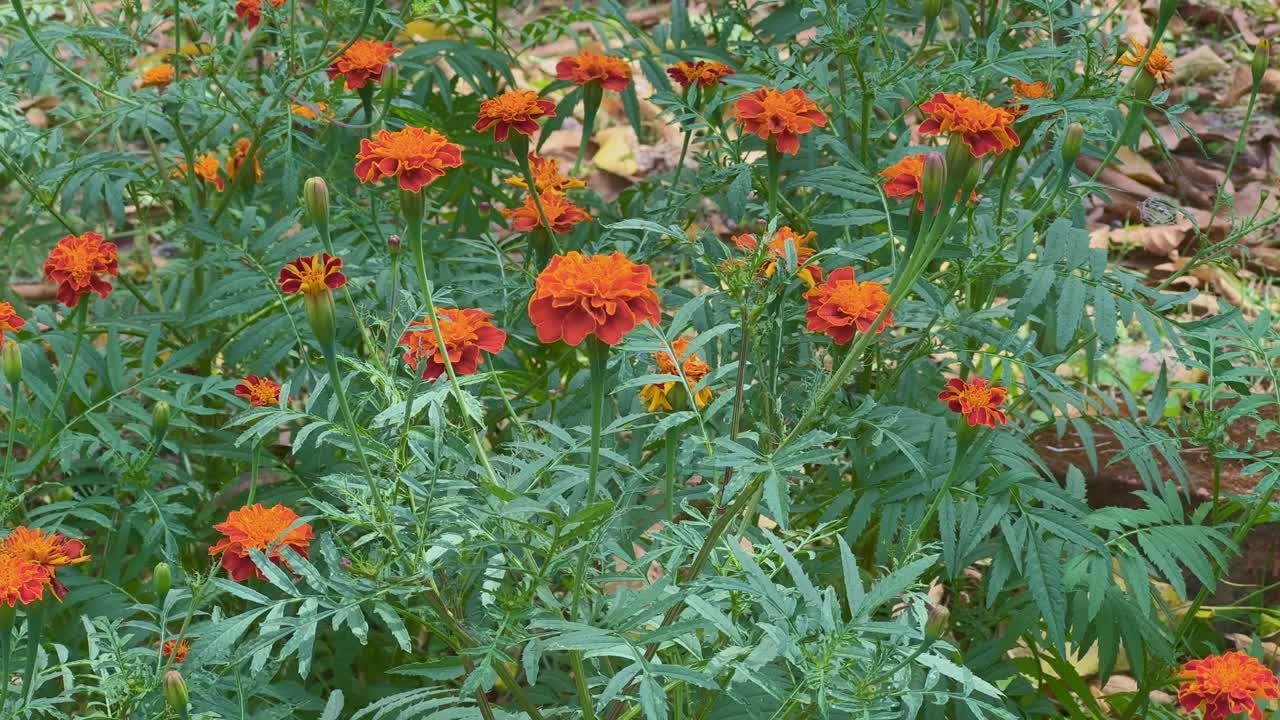 Ampia vista di molteplici fiori di calendula arancioni (Tagetes) che sbocciano in una lussureggiante aiuola verde, ondeggiando delicatamente nella luce naturale con trame ricche e un vibrante contrasto cromatico.