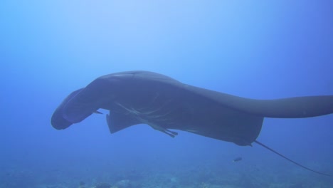 a black reef mantaray swimming passed the camera majestic